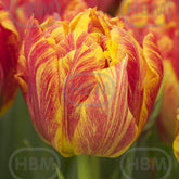 Hectarul - Bulbi de lalea Monte Flame, 5 bulbi